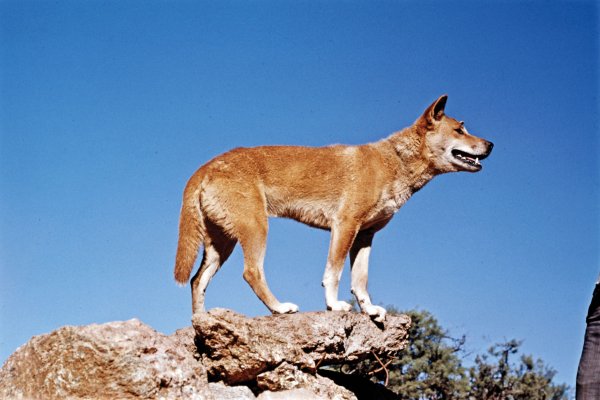 Ученые из Австралии нашли хозяев первых собак динго