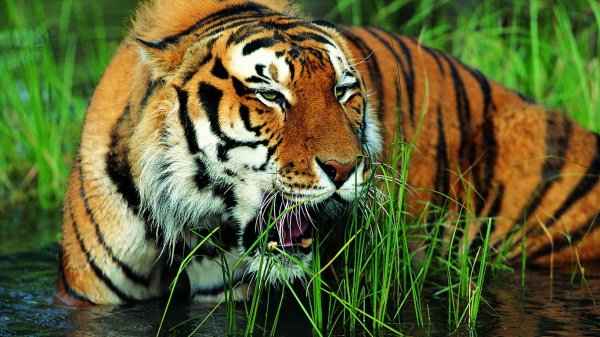 Покусавшего в Барнауле 13-летнюю девочку тигра отправят в другой зоопарк