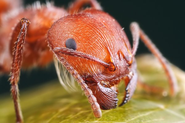 Ученые выяснили главный закон социальной иерархии муравьев
