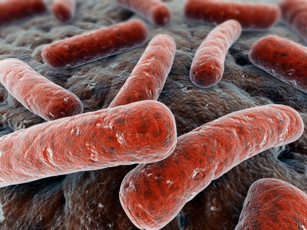 Ученые: Бактерии туберкулеза строят «пищевые» гавани в иммуноцитах