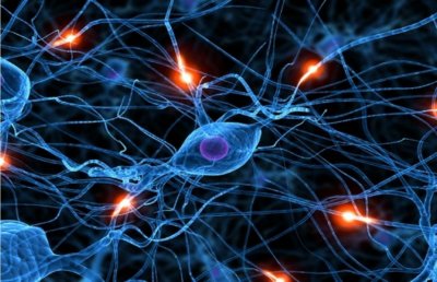 Ученые рассказали, как развиваются нейроны взрослого человека