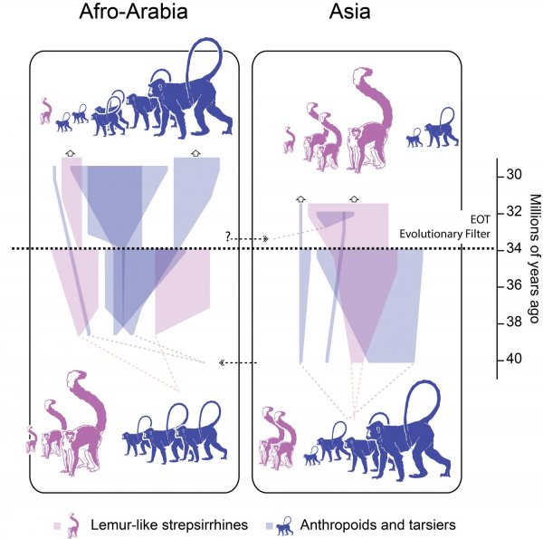 Обнаруженные в Китае окаменелости приматов помогли проследить изменения климата