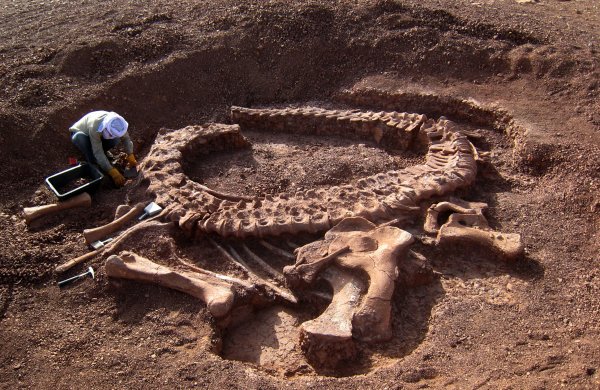 В Китае нашли останки первого морского динозавра-вегетарианца