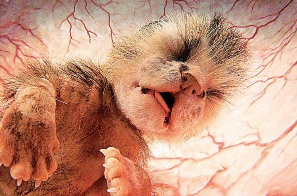Ученым удалось установить, как выглядят животные до рождения