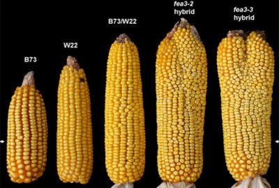 Ученые: Генетическая мутация повысила урожайность кукурузы на 50%