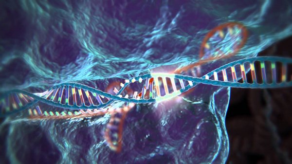Ученые успешно «вырезали» гены ВИЧ из ДНК живых организмов
