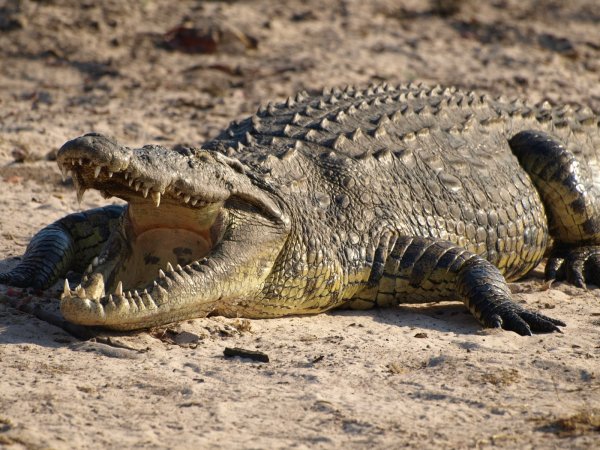 Во Флориде обнаружили нескольких Нильских крокодилов-людоедов