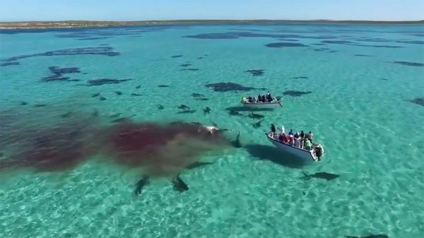 70 акул растерзали кита на глазах у туристов