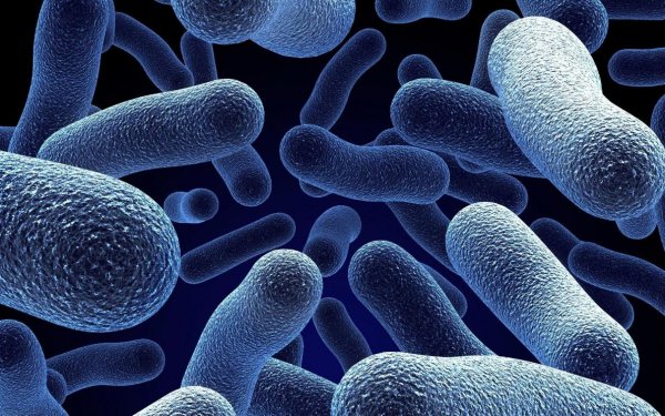 Ученые: Вредные для желудка бактерии могут быть в загрязненном воздухе