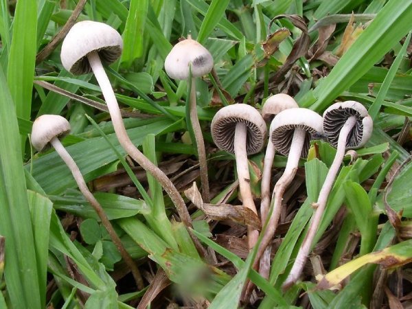Галлюциногенные грибы помогут в лечении депресии