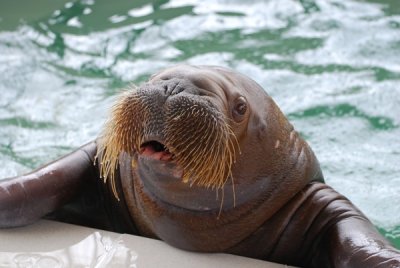 Два человека погибли при попытке сделать селфи с моржом в китайском зоопарке