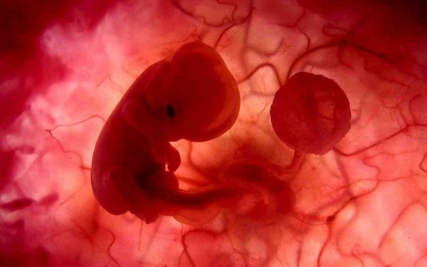 В Нидерландах разрешат выращивание человеческих эмбрионов