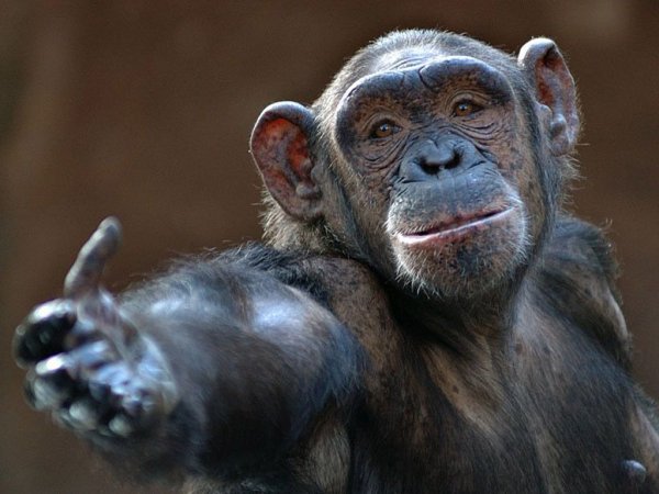 Ученые: В поведении политиков и обезьян есть сходства
