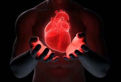 Ученые: Способность сердца к регенерации связана с длиной теломер