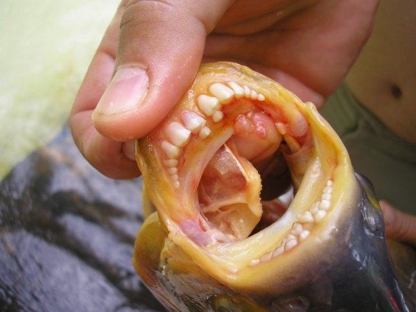 В Калифорнии из пруда выловили рыбу с человеческими зубами
