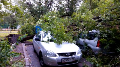 Сильный ветер валит деревья в Петербурге, пострадали несколько автомобилей