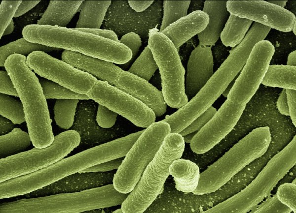 Геноцид микробов назвали причиной болезней человека
