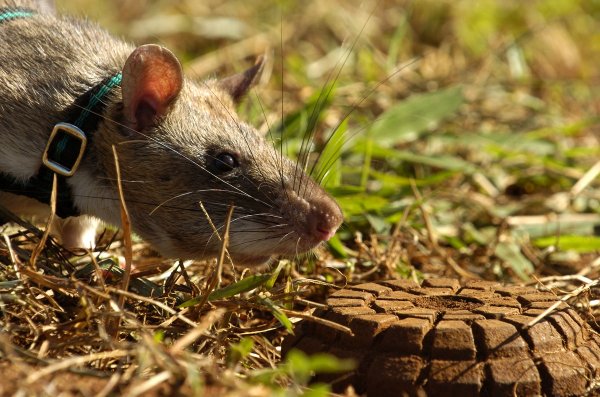 Военные научили крыс вынюхивать мины