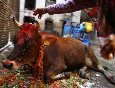 В Индии мертвая корова стала причиной массовой бойни