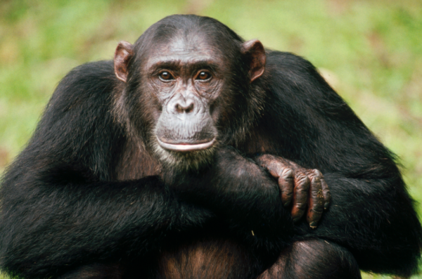Ученые нашли ВИЧ, способный передаваться к человеку от обезьяны