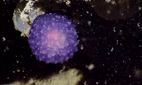 У берегов Нормандских островов обнаружен живой фиолетовый шар