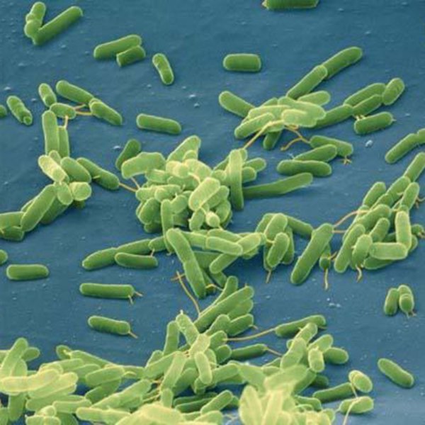 Ученые: Цианобактерии являются очень ценным и полезным организмом