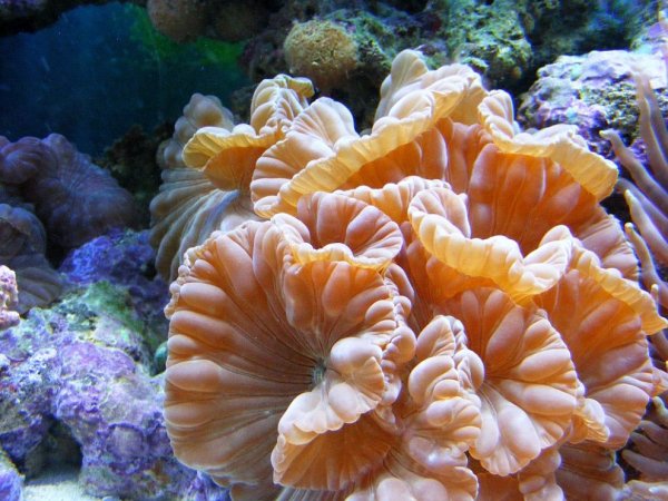 Кораллы помогут в лечении туберкулеза