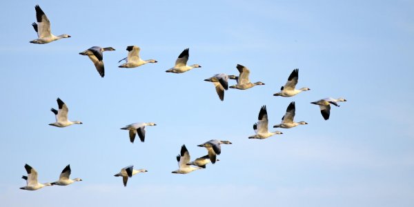 Ученые: У мигрирующих птиц более короткие теломеры нежели у оседлых