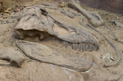 На Ямале туристы обнаружили скелет динозавра