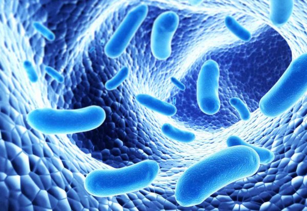 Ученые: Бактерии в кишечнике не влияют на набор веса и похудение