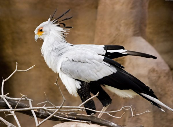 Африканские птицы отрекаются от пасынков