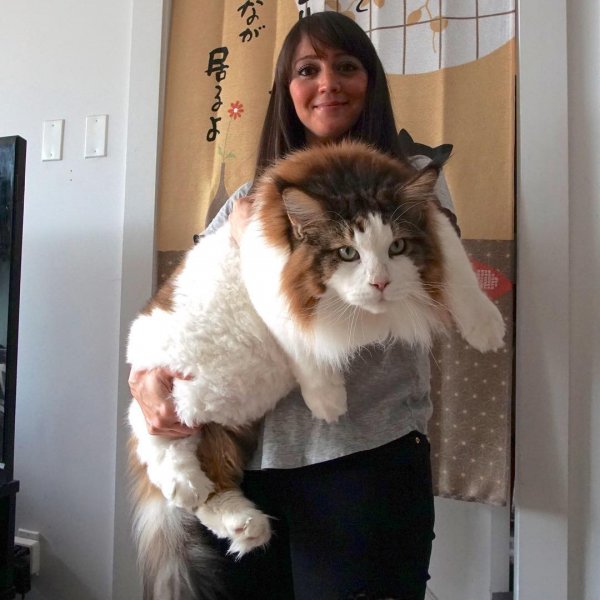 Мейн-кун Самсон стал самым большим котом Нью-Йорка