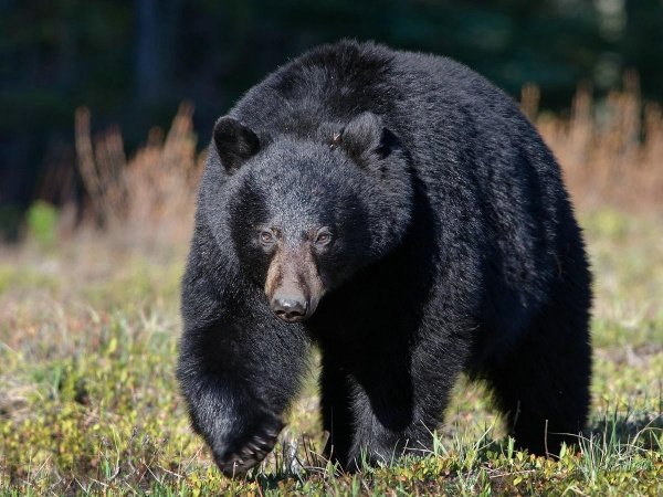 Пожилой каратист из Японии избил на рыбалке разъяренного медведя