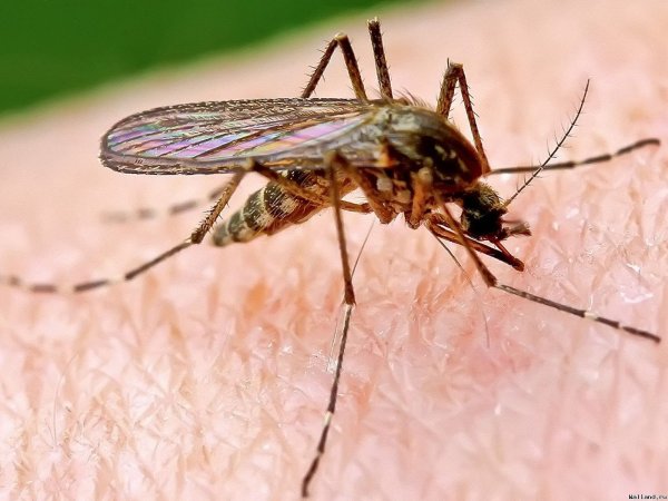 Ученые: Комары Кулексы не могут передавать вирус Зика