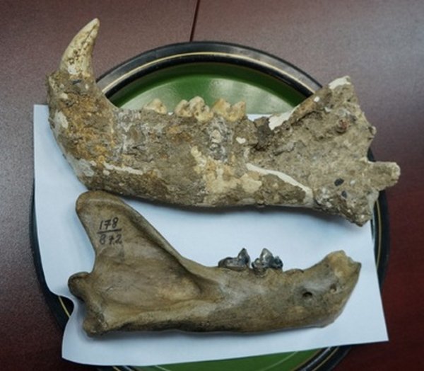В пещере Иманай найдены кости 10 гигантских пещерных львов