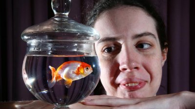 В Австралии женщина потратила 500 долларов на операцию золотой рыбке