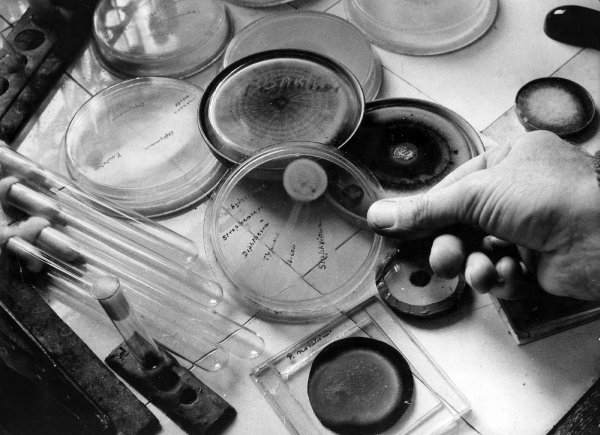 Спасительная плесень: История создания пенициллина 