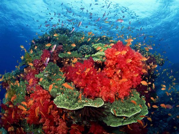 Ученые: На коралловые рифы влияют волновые потоки и давление океана
