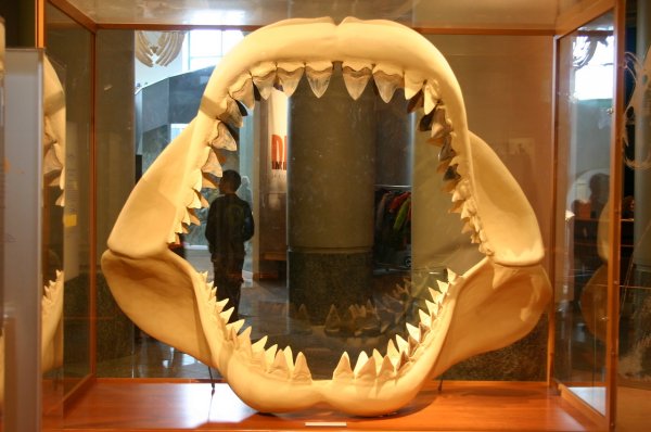 В Рязанской области обнаружен зуб морского динозавра