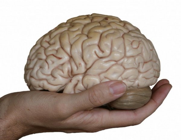 Ученые опубликовали подробный атлас мозга