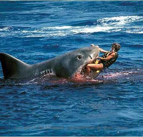 Египетские власти предупреждают туристов об опасности акул Красного моря