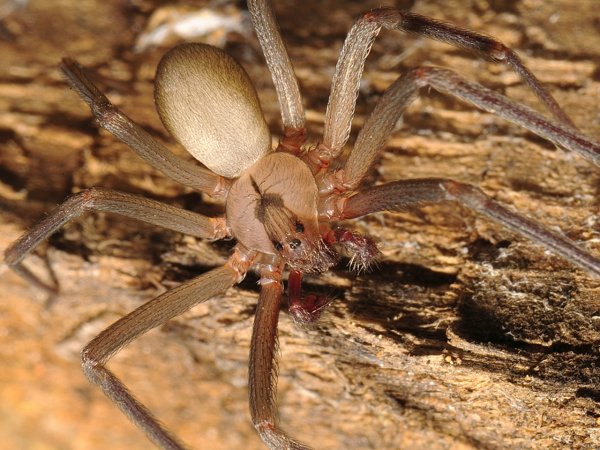 В Европе зафиксировали первую смерть от укуса коричневого паука-отшельника