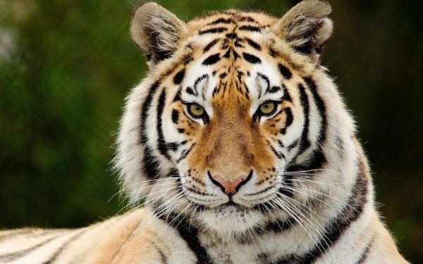 В Приморье поймали амурского тигра