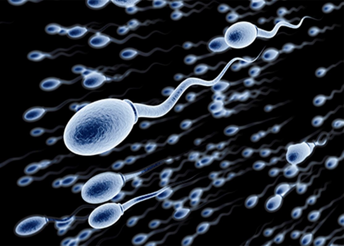 подвижность сперматозоидов