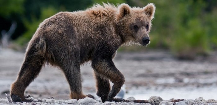 На Алтае ученые заметили редкий вымирающий вид медведя