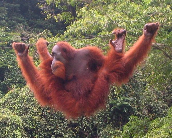 Ученые попытались определить трату энергии орангутангов при помощи паркуристов