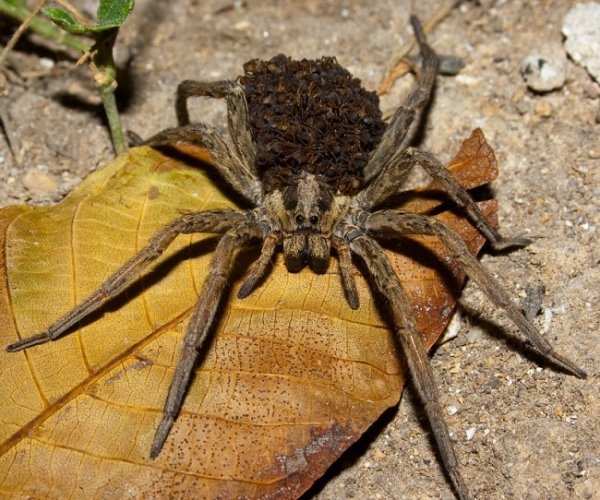 На острове Робинзон-Крузо обнаружены летающие пауки-призраки