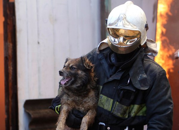 Пожарный из Румынии спас собаку, сделав ей искусственное дыхание