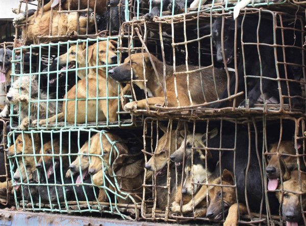 В Южной Корее запретили продавать собачатину на рынке