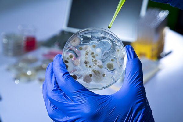 Ученые нашли бактерии, лечащие рак простаты